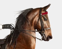 Photographie, American Saddlebred Horse No. 1  (S), Randal Ford