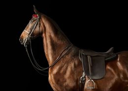 Photographie, American Saddlebred Horse No. 2 (S), Randal Ford