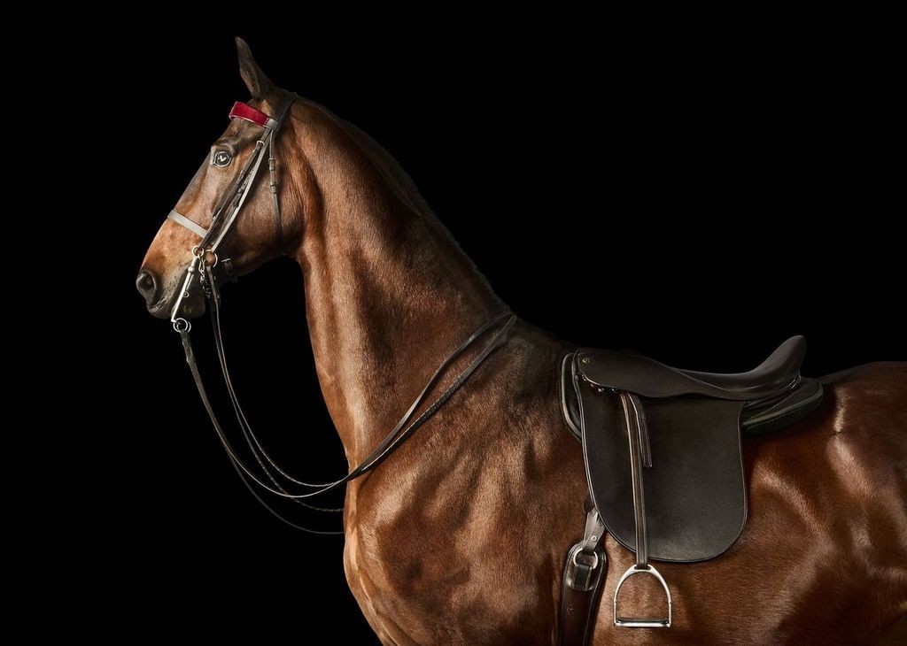 Randal Ford, American Saddlebred Horse No. 2 (M) Randal Ford, American Saddlebred Horse No. 2 (M)