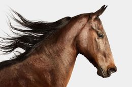 Photographie, American Saddlebred Horse No. 3 (S), Randal Ford