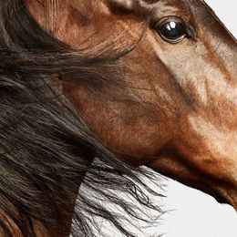 Photographie, American Saddlebred Horse No. 4 (L), Randal Ford