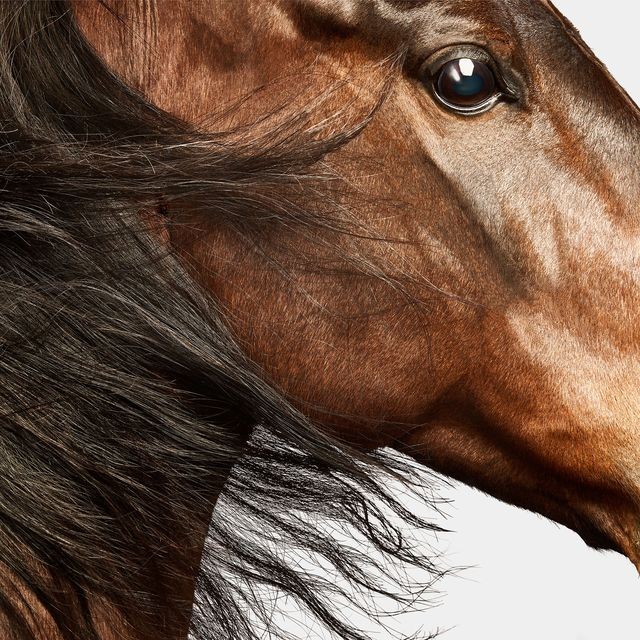 Randal Ford, American Saddlebred Horse No. 4 (L) Randal Ford, American Saddlebred Horse No. 4 (L)