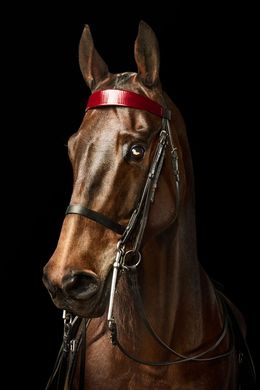Photographie, American Saddlebred Horse No. 4 (L), Randal Ford