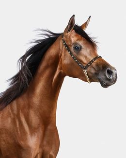 Photographie, Bay Arabian Mare No. 1 (S), Randal Ford