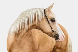 Photographie, Palomino Arabian Horse No. 1 (S), Randal Ford