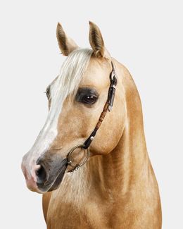 Photographie, Palomino Arabian Horse No. 2 (M), Randal Ford