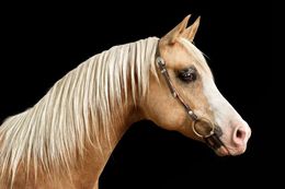 Photographie, Palomino Arabian Horse No. 3 (M), Randal Ford