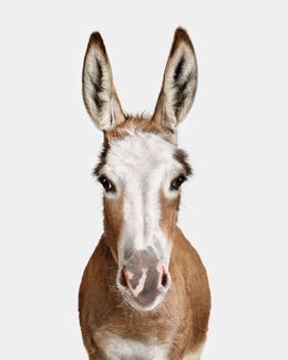 Photographie, Donkey No. 1 (S), Randal Ford