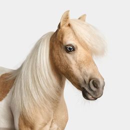 Photographie, Miniature Horse No. 1 (M), Randal Ford