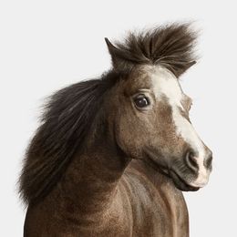 Photographie, Miniature Horse No. 2 (S), Randal Ford