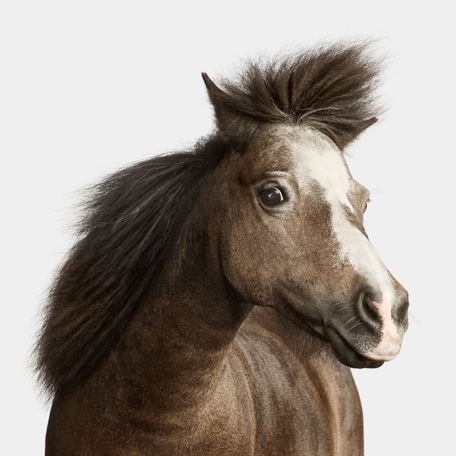 Randal Ford, Miniature Horse No. 2 (M) Randal Ford, Miniature Horse No. 2 (M)
