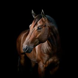 Photographie, American Quarter Horse No. 3 (S), Randal Ford