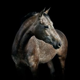 Photographie, Gray Quarter Horse Mare No. 1 (S), Randal Ford