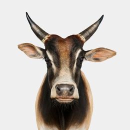 Photographie, Zebu Bull No. 1 (S), Randal Ford