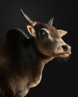 Photographie, Zebu Bull No. 2 (S), Randal Ford