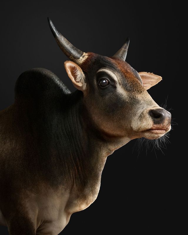 Randal Ford, Zebu Bull No. 2 (L) Randal Ford, Zebu Bull No. 2 (L)