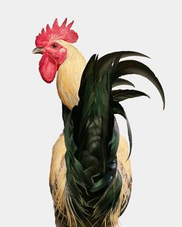 Photographie, Denizli Longcrower Rooster (M), Randal Ford