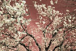 Photographie, Nature and Seasons IV, Viet Ha Tran