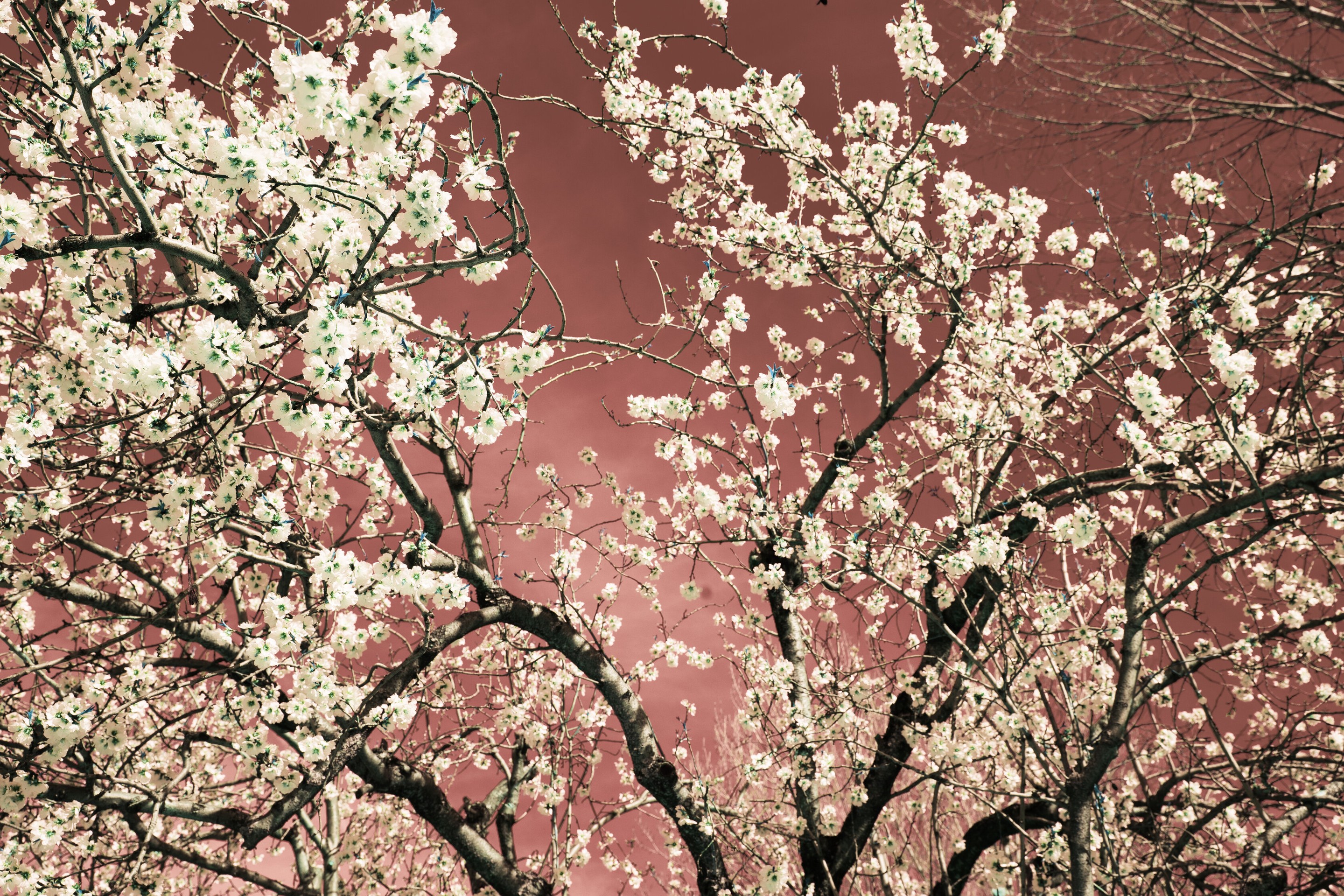 Viet Ha Tran, Nature and Seasons IV Viet Ha Tran, Nature and Seasons IV