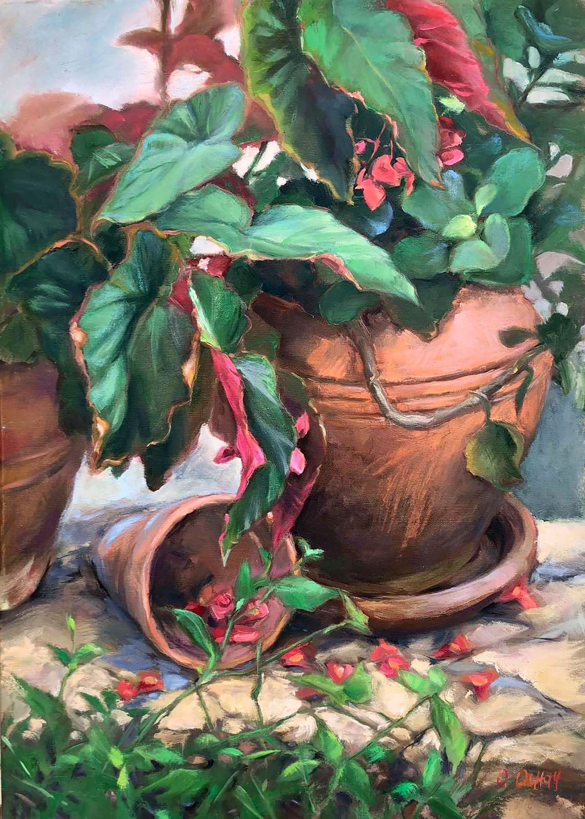 Procach Olesia, Begonia Procach Olesia, Begonia