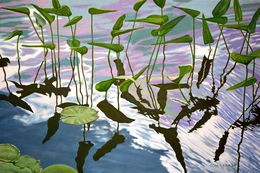 Painting, Pickerel Weed Frieze, Allan O'Marra