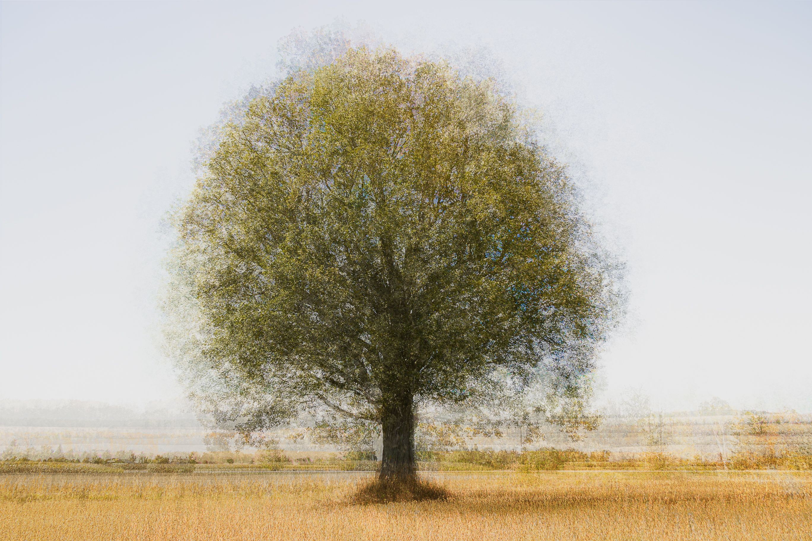 Cristina Stefan, Lonely Tree Cristina Stefan, Lonely Tree