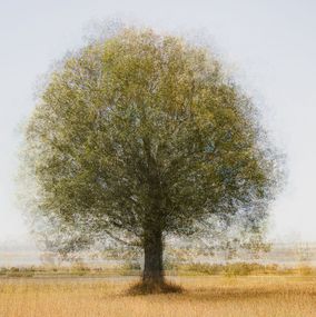 Photography, Lonely Tree, Cristina Stefan