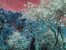 Photography, Nature and Seasons III, Viet Ha Tran
