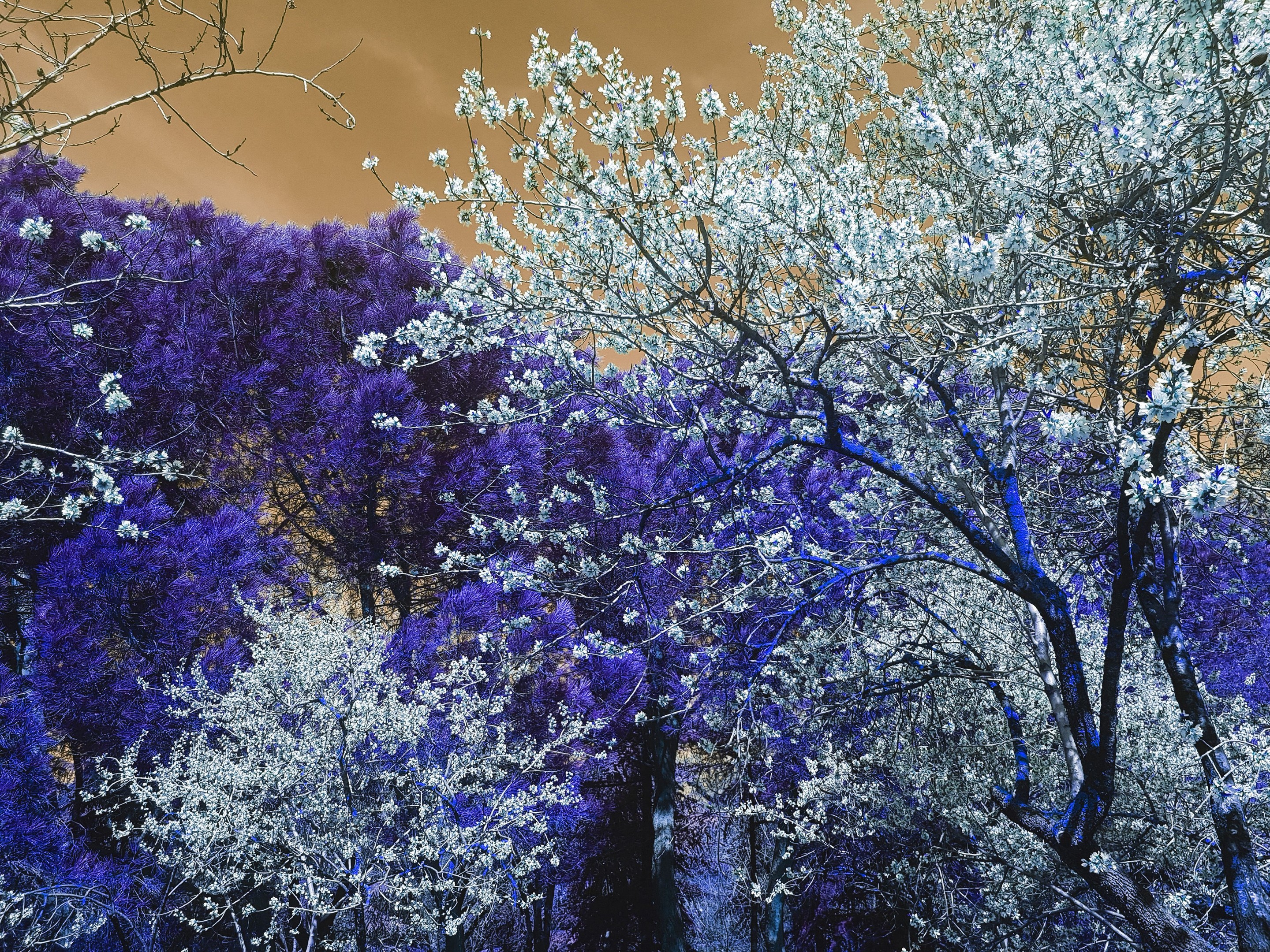 Viet Ha Tran, Nature and Seasons II Viet Ha Tran, Nature and Seasons II