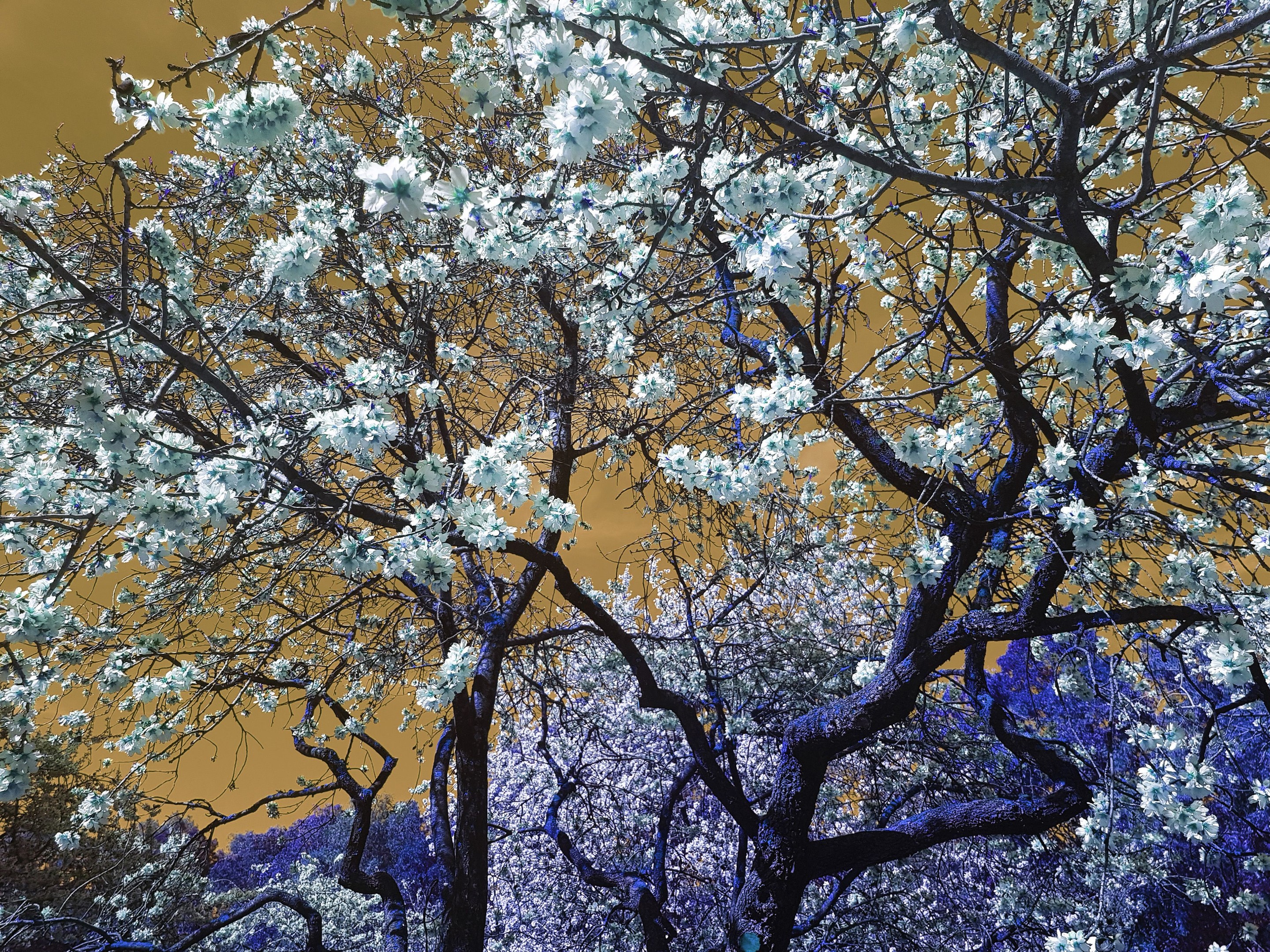 Viet Ha Tran, Nature and Seasons I Viet Ha Tran, Nature and Seasons I