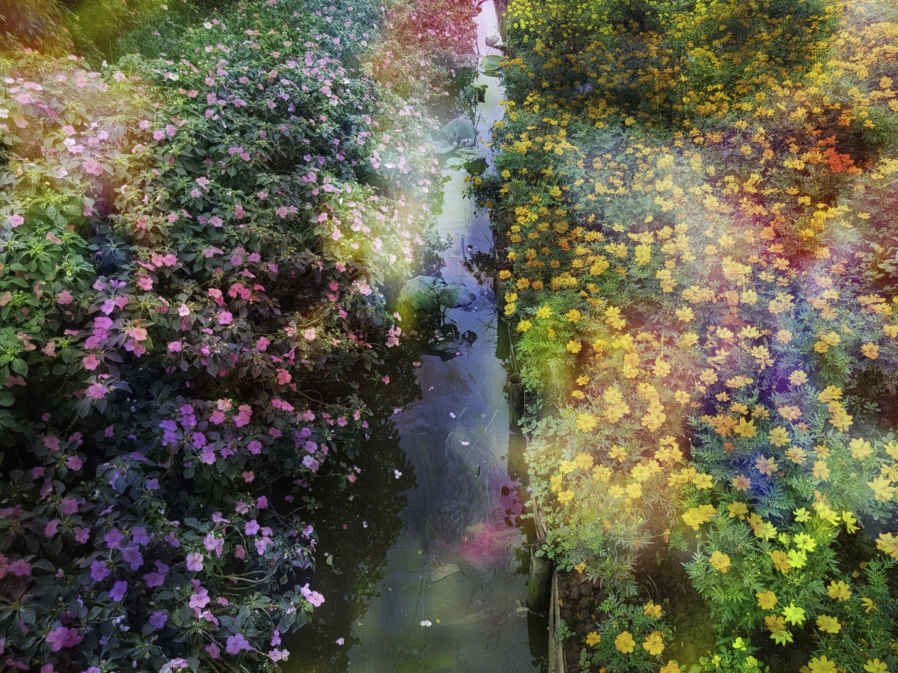 Viet Ha Tran, Flower dreams Viet Ha Tran, Flower dreams