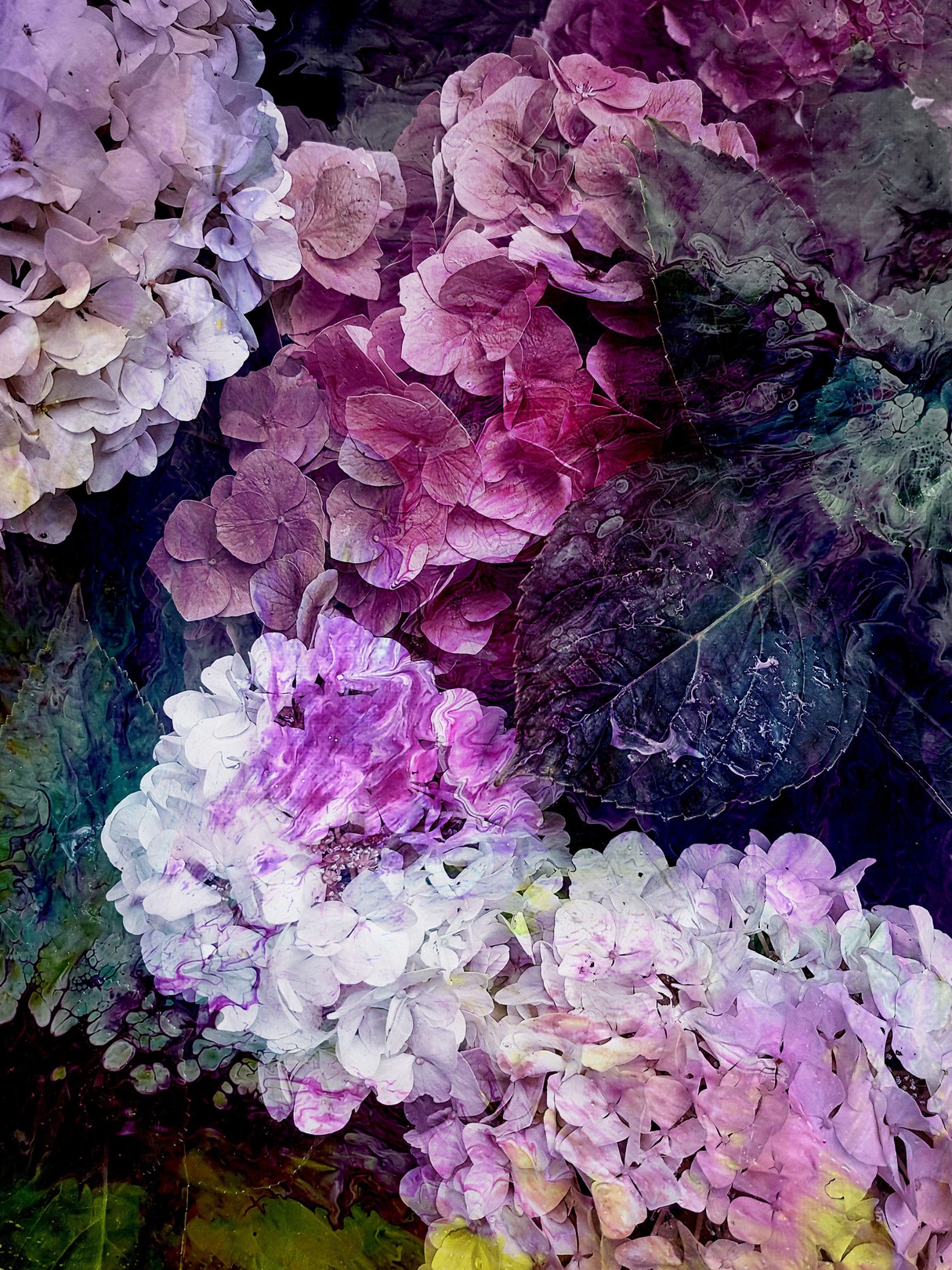 Viet Ha Tran, Hortensia I Viet Ha Tran, Hortensia I