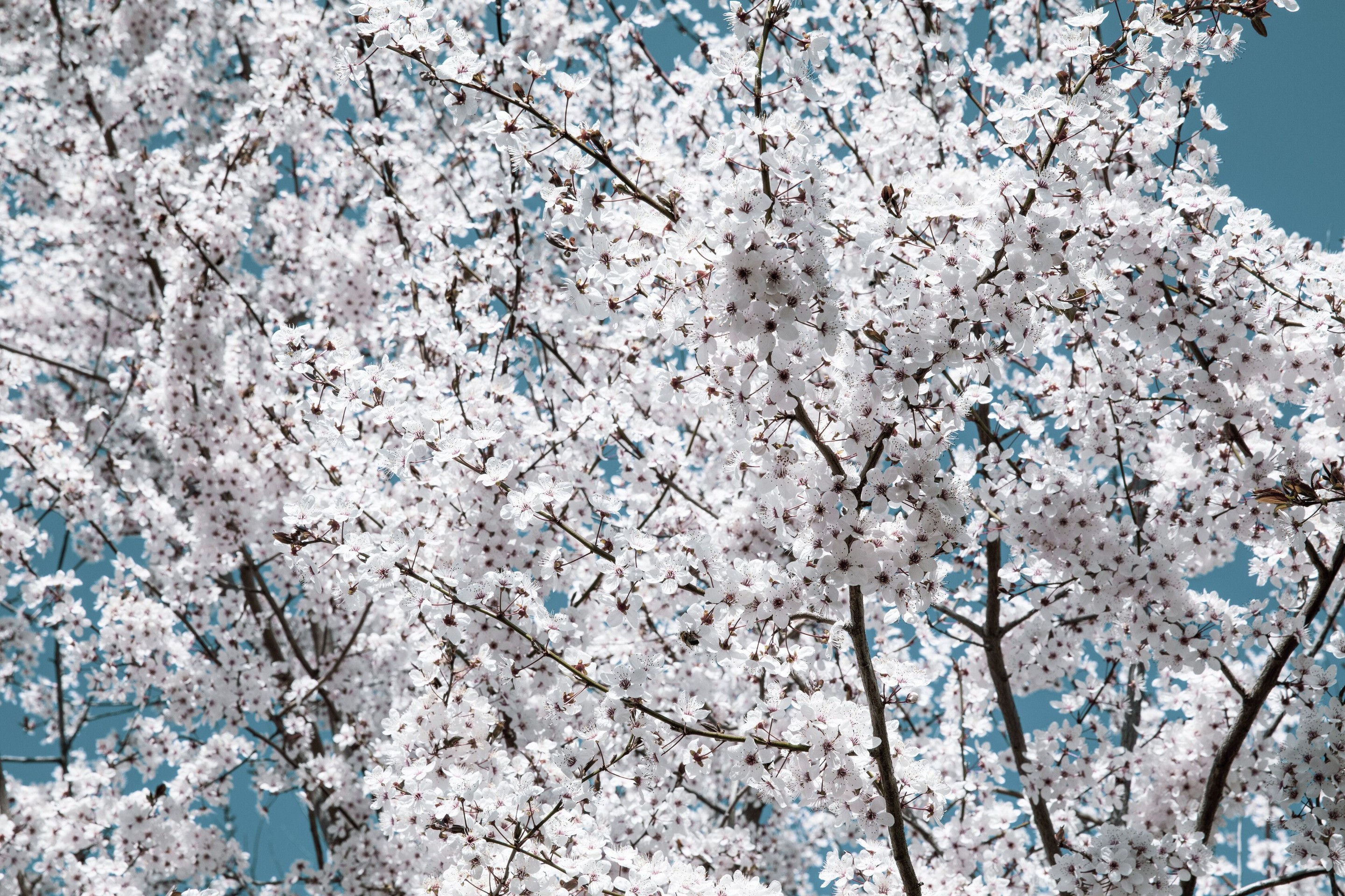 Viet Ha Tran, White spring Viet Ha Tran, White spring
