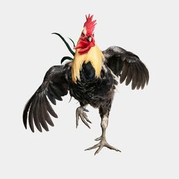 Photographie, Denizli Longcrower Rooster in Flight (L), Randal Ford