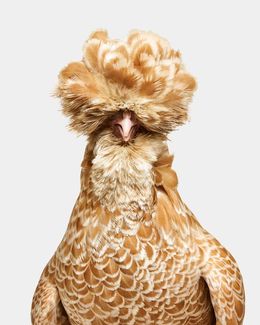 Photographie, Bantom Buff Laced Polish Hen No. 1 (S), Randal Ford