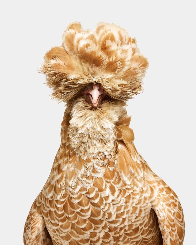 Randal Ford, Bantom Buff Laced Polish Hen No. 1 (S) Randal Ford, Bantom Buff Laced Polish Hen No. 1 (S)