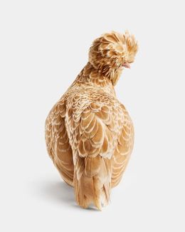Photographie, Bantom Buff Laced Polish Hen No. 2 (S), Randal Ford
