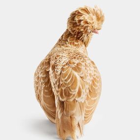 Fotografia, Bantom Buff Laced Polish Hen No. 2 (M), Randal Ford