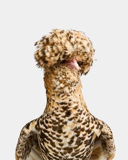 Photographie, Candy Corn Polish Hen No. 1 (M), Randal Ford