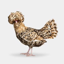 Photographie, Candy Corn Polish Hen No. 2 (S), Randal Ford
