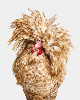 Photographie, Candy Corn Polish Hen (S), Randal Ford