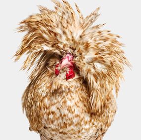 Photographie, Candy Corn Polish Hen (S), Randal Ford