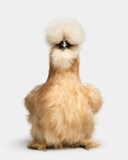 Photographie, Buff Silkie Hen No. 1 (L), Randal Ford