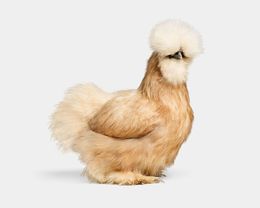 Photographie, Buff Silkie Hen No. 2 (L), Randal Ford