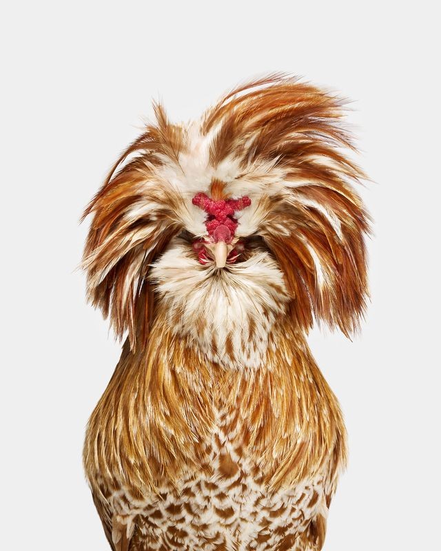 Randal Ford, Buff Laced Polish Rooster No. 1 (M) Randal Ford, Buff Laced Polish Rooster No. 1 (M)