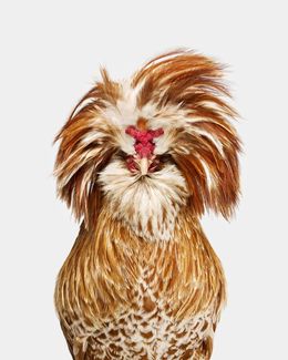 Photographie, Buff Laced Polish Rooster No. 1 (L), Randal Ford