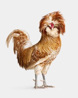 Photographie, Buff Laced Polish Rooster No. 2 (M), Randal Ford