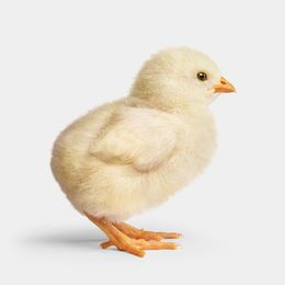 Photographie, Buff Orpington Chick (M), Randal Ford