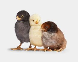 Photographie, Band of Chicks (L), Randal Ford