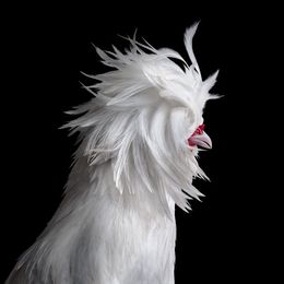 Photographie, Bantom White Polish Hen No. 1 on Black (L), Randal Ford